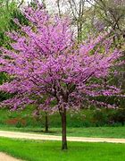 Image result for cercis_canadensis