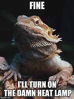 Image result for Lizard so Angry Meme