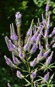 Image result for Veronicastrum virginicum Fascination