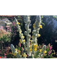 Image result for Verbascum phoeniceum southern charm