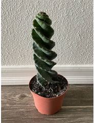 Image result for A Tall Cactus
