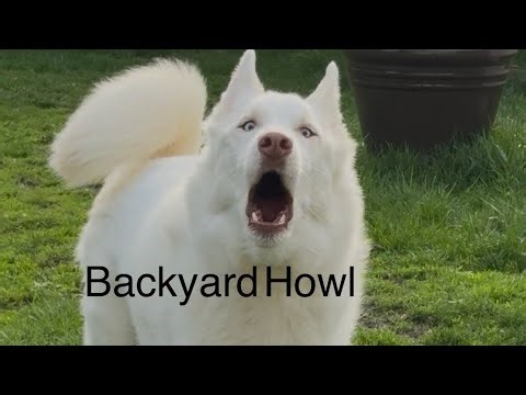 Backyard Howl 🎶 Fun and Exciting Siberian Husky Music Video 