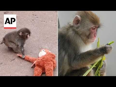 Beloved Japanese macaque Punch celebrates first birthday