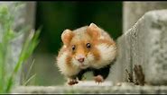 Hungry Hungry Hamsters | Seven Worlds, One Planet | BBC Earth Kids