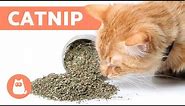 What is CATNIP and How Does it Work? - Effects and Benefits