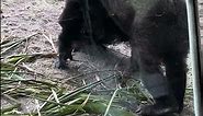 Two Gorillas knuckle-walking Silverback Gorilla Gino with daughter Grace.