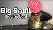 Big Apple Snail Laying Eggs! - (Close Up)