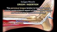 Anatomy Of The Peroneus Longus Muscle - Everything You Need To Know - Dr. Nabil Ebraheim