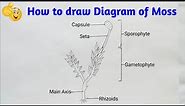 how to draw diagram of moss step by step for beginners