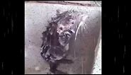 Cutest Rat taking a shower like a Human / Rata bañandose ( Full HD )