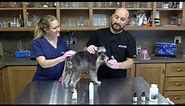 Natural Dog Wart Removal from Your Own Home | Step-by-Step to Dog Wart Treatment the Natural Way