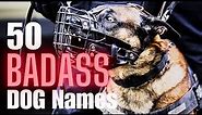 50 Badass Dog Names for Male Dogs: Unleash Your Dog's Inner Warrior!