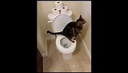 Cat using toilet and Flushes 1/2