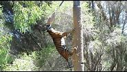 Sumatran Tiger Climbs 4-5 Metre Pole to Eat Dinner