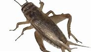100 Live Acheta Crickets (Large (1"))