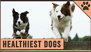 Top 10 Healthiest Dog Breeds | Dog World