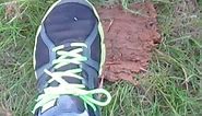 How to CLEAN DOG POOP from SHOES so you have to clean dog POOP FROM CARPET