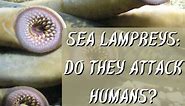 Do Lampreys Attack Humans?
