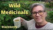 Blackberry Leaf Tea | Foraging Wild Medicinal Plants