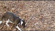 whippet pitbull mix -carry a big stick