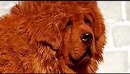 Red Tibetan Mastiff "Big Splash" Is World's Most Expensive Dog