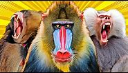 All 9 Baboon & Mandrill Species (World’s Largest Monkeys)