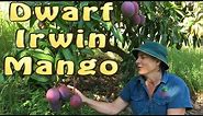 Dwarf Irwin Mango Fruit Tree - After 20 years this Purple Mango is half the size of other Bowens