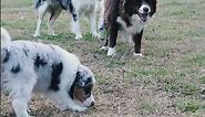 Slate Merle Border Collie Puppy 'Bracken' Playing with Mum and Family #shorts #BonnieroyFarm