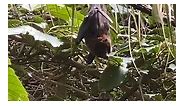 Bronx Zoo - Why do bats sleep upside-down? Bats sleep...