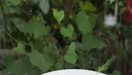 The beauty of Cypress Vine plant #reelsinstagram #reels2023 #reelsvideo #reelsfb | Dana Plants
