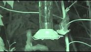 Nectar bat feeding from humming birds feeders at night