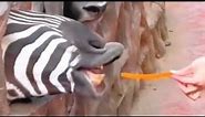Top 5 Zebras