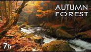 Autumn Forest - River Sounds - Relaxing Nature Video - White Water - HD - 1080p