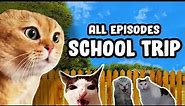 SCHOOL TRIP CAT MEME COMPILATION...
