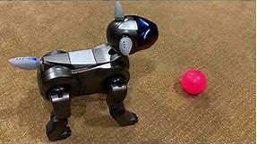 Refurbished Sony Aibo ERS-210 Overview/Demo (robotchat 3rd Anniversary Aibo Giveaway)