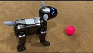 Refurbished Sony Aibo ERS-210 Overview/Demo (robotchat 3rd Anniversary Aibo Giveaway)