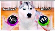 Dog Answers Fan Questions Using Talking Buttons!