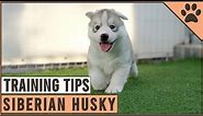 How To Train A Husky Puppy? Easiest Methods | Dog World