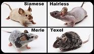 Meet My New Fancy Pet Mice - Hairless Mouse, Siamese, Merle, Texel Mice - Mousetrap Monday