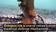 What is Octopus Ink Made Of?
