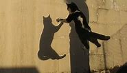 Cats Chasing Shadows