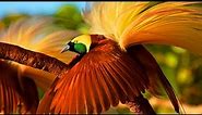 Burung Cendrawasih Paling Indah Di dunia Asli PAPUA INDONESIA