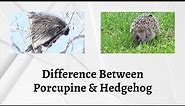 Difference Between Porcupine and Hedgehog | Porcupine vs Hedgehog: Who Wins the Prickly Battle?