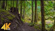 4K Virtual Hike through a Mystic Forest - Pratt River Trail - Scenic Walk (Music + Nature Sounds)