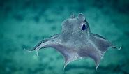 15 Bizarre Deep Sea Creatures