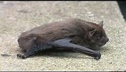 Nathusius' Pipistrelle Bat