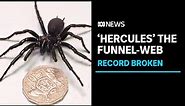 Meet 'Hercules' the largest-ever male funnel-web spider donated for research | ABC News