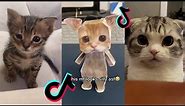 el gato tiktok cat compilation part 2 | el gato meme