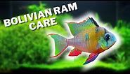How to Care For and Breed Bolivian Rams - Bolivian Ram Care Guide