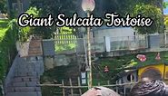 GIANT SULCATA TORTOISE 🐢